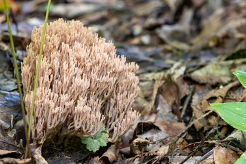 Coral type mushroom on forest floor in Algonquin Provincial Park