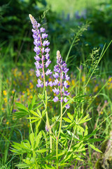 Lupin flowers on the field in natural sunlight.