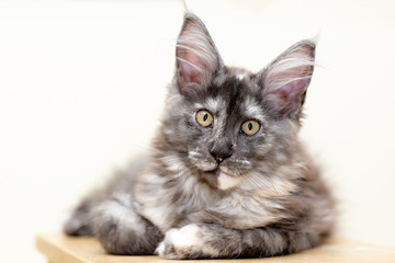 The kitten maile coon rests on a wooden stool.