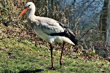 white stork ciconia