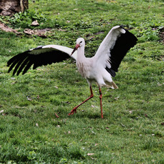 Obraz premium A view of a White Stork