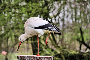 white stork ciconia