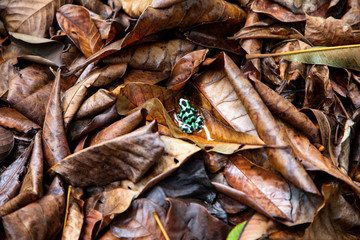 Poison Dart Frog in Costa Rica in the Rainforest
