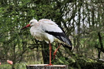 A view of a White Stork