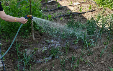 Woman watering onion plants with sprayer hose at backyard