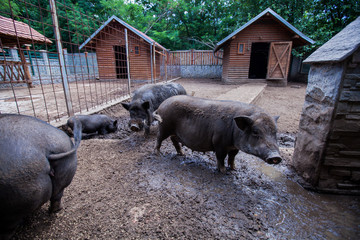 breed of black pigs at rural farms