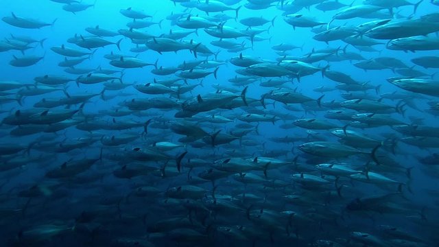 Slow motion shot school of tuna tunny fish on the blue background of the sea under water underwater in search of food. Diving in world of colorful beautiful wildlife of corals reefs in Maldives.