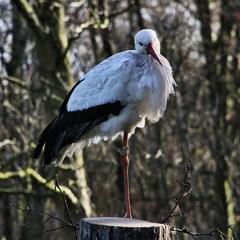 white stork ciconia