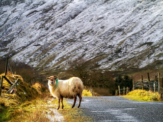 One sheep with broken horn by a small country road. Winter season snow patches on a roadside and on...