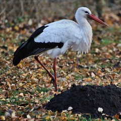 A view of a White Stork
