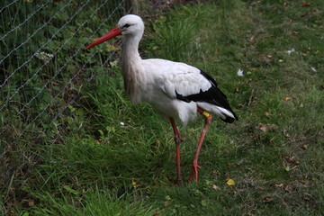 A view of a White Stork