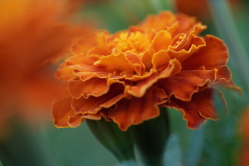 Macro photo beautiful orange flowers Marigolds Tagetes erecta.Close-up,selective focus.African Marigold.