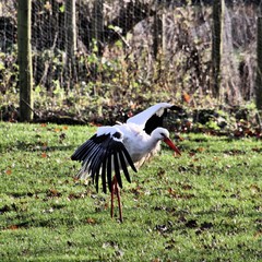A view of a White Stork