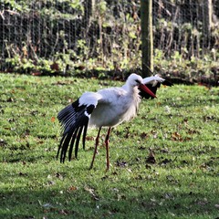 white stork in the grass