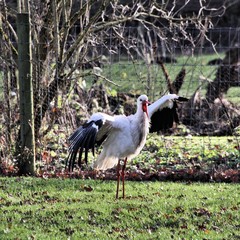 white stork in the grass