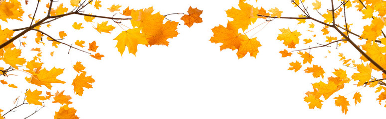 Naklejka na ściany i meble Autumn frame of Branches with leaves maple tree