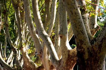 Interlacement of branches