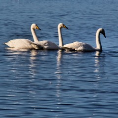 swans on the lake