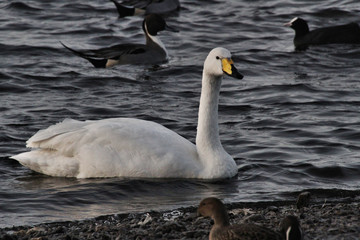 A view of a Whooper Swan