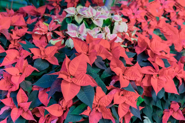 Red Poinsettia, Euphorbia Pulcherrima, christmas star, festive background for design. Selective focus. Festive Christmas, Winter holiday, happy new year