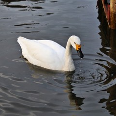 A view of a Whooper Swan