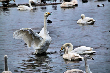 A view of a Whooper Swan