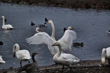 A view of a Whooper Swan