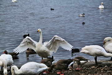 A view of a Whooper Swan
