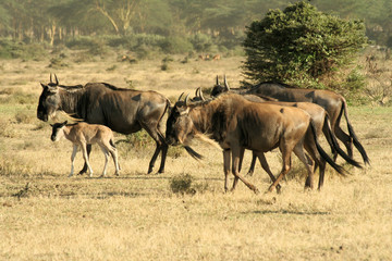 Naklejka na ściany i meble wildebeest in serengeti