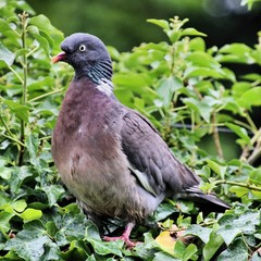 A view of a Wood Pigeon