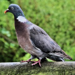 A view of a Wood Pigeon