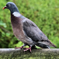 A view of a Wood Pigeon