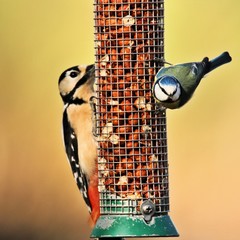 A view of a Woodpecker and a Blue Tit