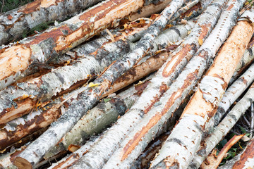 Thinning of birch forest. Pile of thin birch logs on the ground. Forestry concept.