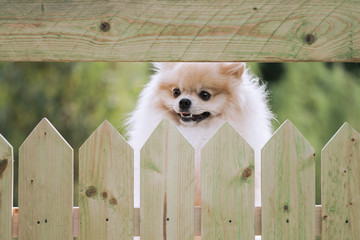 Pommeranian spitz behind a garden fence