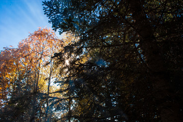 Sun rays through autumn forest