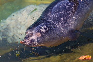 Cute baby seal sleeping in water