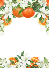 Card template, frame of hand drawn blooming mandarin tree branches, flowers and mandarins on white background