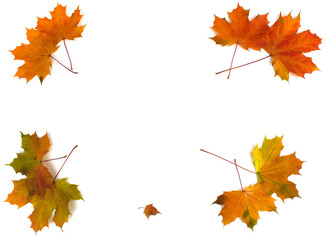 Autumn leaves on a white background. Autumn seasonal background. The concept of autumn. Banner. Isolate. copyspace
