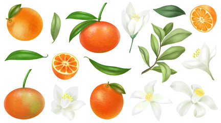 Hand drawn mandarins, tree branches, leaves and mandarin flowers clipart, isolated on a white background