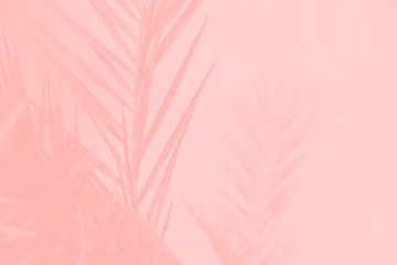 Obraz premium Pink coral date palm leaves on light pink background