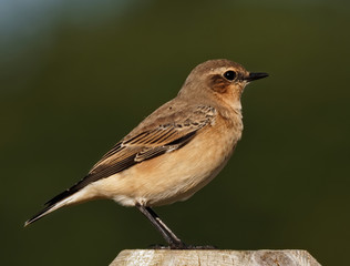 Nothern Wheatear