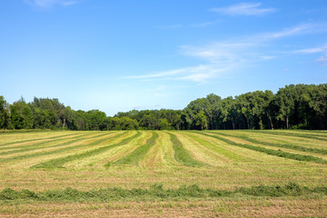 Fototapeta na wymiar Field of Freshly Cut Alfalfa