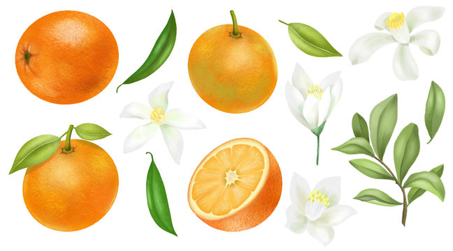 Hand drawn oranges, tree branches, leaves and orange flowers clipart, isolated on a white background