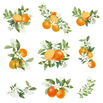 Hand drawn bouquets and compositions of blooming orange tree branches isolated on a white background
