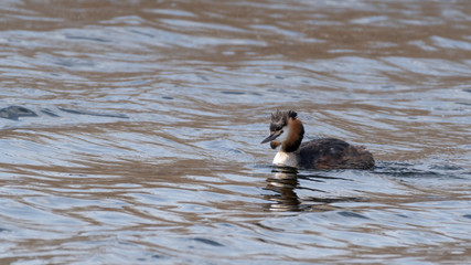 Great Crested Grebe Floating on Water