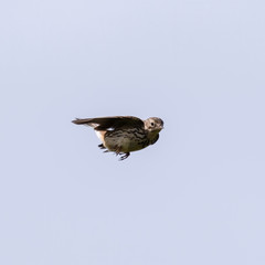 Meadow Pipit Flying Across the Sky