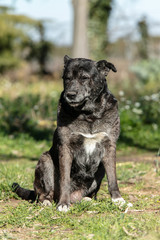Old black and white dog sitting