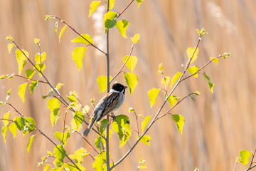 Reed Bunting Resting ion a Small Tree