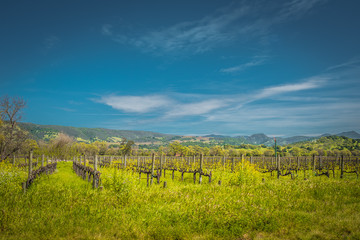 Fototapeta premium Napa Valley Autumn Vineyards, Mountains, Sunset